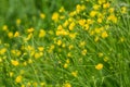 Yellow marsh flowers on a green background Royalty Free Stock Photo