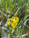 Yellow marsh iris Iris pseudacorus growing at the edge of a pond Royalty Free Stock Photo