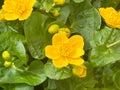 Yellow marsh marigold blooming by a lake Royalty Free Stock Photo