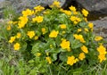 Yellow marsh marigold blooming by a lake Royalty Free Stock Photo