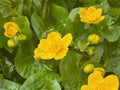 Yellow marsh marigold blooming by a lake Royalty Free Stock Photo