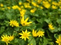 Yellow marsh marigold Caltha palustris flowers Royalty Free Stock Photo