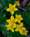 Yellow marsh marigold flowers, Caltha palustris