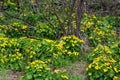 Yellow marsh marigold flowers, Caltha palustris Royalty Free Stock Photo