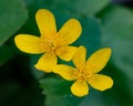 Yellow marsh marigold flowers, Caltha palustris Royalty Free Stock Photo