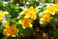 Yellow Marsh Marigold flowers grown in the garden Royalty Free Stock Photo