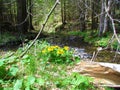 Yellow marsh marigold or kingcup flowers (Caltha palustris) next to a stream