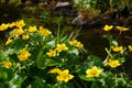 Yellow marsh marigold at little brook Royalty Free Stock Photo