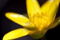 Yellow Marsh Marigold