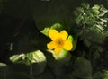 Yellow marsh marigold in the sun Royalty Free Stock Photo