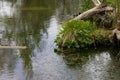 Marsh Marigolds On Riverbank