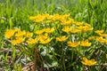 Yellow marsh marigolds Royalty Free Stock Photo