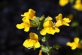 Yellow marsh marigolds in summer