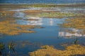 Yellow marsh under cloudy sky