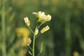 Yellow master seed flower with blurry background
