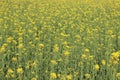 Yellow master seed flower in the field