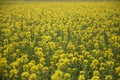 Yellow mastered field