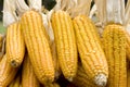 Yellow mature corn cob