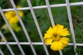 A Yellow Mayfield Giant, Coreopsis Grandiflora blooming flower in a cages garden in India