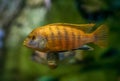 The yellow mbuna (Labeotropheus fuelleborni) Royalty Free Stock Photo