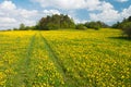 Yellow meadow