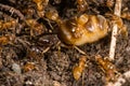 Yellow meadow ants (Lasius flavus) tending queen