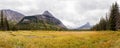 Yellow meadow beneath Citadel Mountain - Glacier National Park