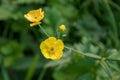 Yellow Meadow Buttercup Flower on Green Leaves Royalty Free Stock Photo