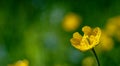 yellow Meadow Buttercup flower pictured in nature