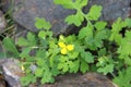 Yellow meadow buttercup growing on the rocks.