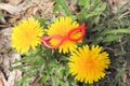 yellow meadow dandelions in red miniature glasses Royalty Free Stock Photo