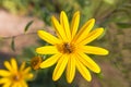 Yellow meadow flower daisy in the heart sits a bee collects pollen and nectar Royalty Free Stock Photo