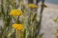 Yellow meadow flowers on blurred background of sky and meadows and lake. The beauty of nature from summer meadow flowers. close-up Royalty Free Stock Photo