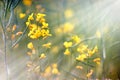 Yellow meadow flowers illuminated by sunrays Royalty Free Stock Photo