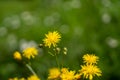 Yellow meadow hawkweed (Hieracium caespitosum) in green meadow Royalty Free Stock Photo