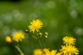 Yellow meadow hawkweed (Hieracium caespitosum) in green meadow Royalty Free Stock Photo