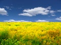 Yellow meadow landscape