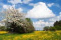 Yellow meadow and sky with beautiful clouds