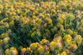 Yellow meadow sunset flowers closeup