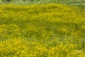 Yellow meadow wildflowers