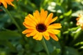 Yellow medical calendula flower close-up on a blurred background of green leaves Royalty Free Stock Photo