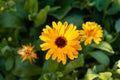 Yellow medical calendula flower close-up on a blurred background of green leaves Royalty Free Stock Photo