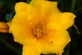 Yellow mediterranean flower