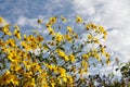 Yellow Mediterranean flowers