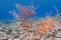 Yellow Mediterranean gorgonian coral - Eunicella cavolini Royalty Free Stock Photo