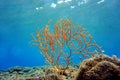 Yellow Mediterranean gorgonian coral - Eunicella cavolini Royalty Free Stock Photo