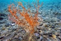 Yellow Mediterranean gorgonian coral - Eunicella cavolini Royalty Free Stock Photo