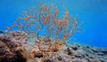 Yellow Mediterranean gorgonian coral - Eunicella cavolini Royalty Free Stock Photo