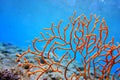 Yellow Mediterranean gorgonian coral - Eunicella cavolini Royalty Free Stock Photo