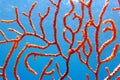 Yellow Mediterranean gorgonian coral - Eunicella cavolini Royalty Free Stock Photo